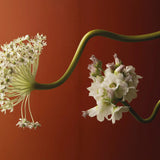 Kinfolk magazin izdanje 57